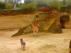 149 BIO PARC DE DOUE LA FONTAINE 1- 2016_000016